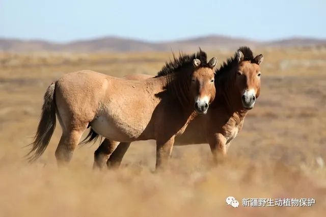 普氏野马的最新消息,普氏野马最新消息，保护与研究进展